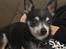 Chihuahua Dyrlægegårdens Alf <333 - Smukke Laffe <3
Velkommen til han profil. Læg gerne en kommentar!