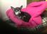 Chihuahua Dyrlægegårdens Alf <333