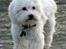 Malteser Fie R.I.P 26. Januar 2015