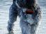 Blanding af racer Bianca R.I.P 4. februar 2014