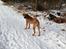 Rhodesian ridgeback Hazinas 6th Fahari by U