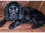 Cocker spaniel Rosa - Rosa 5 måneder.