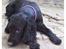 Cocker spaniel Rosa