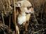 Chihuahua spike