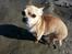 Chihuahua spike