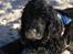 Cocker spaniel Charlie