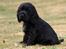 Cocker spaniel Charlie