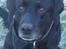 Labrador retriever Mickey