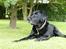 Labrador retriever Mickey