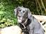 Labrador retriever Mickey