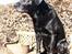 Labrador retriever Mickey