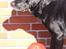 Labrador retriever Mickey