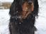 Cavalier king charles spaniel Johnny - Hej og velkommen til Johnnys profil :-)
- Elsker den hund overalt på jorden<3