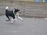 Dansk svensk gaardhund mikkel ( mini ko )
