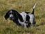 Cocker spaniel Mille