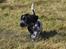 Cocker spaniel Mille