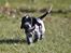 Cocker spaniel Mille