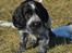 Cocker spaniel Mille