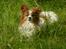 Papillon Gizmo R.I.P. - Bornholm 2012