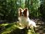 Papillon Gizmo R.I.P. - Bornholm 2012, 8½ år.