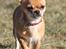 Chihuahua Chihuanas Flush of Hearts - Momo - 9/4 2013