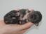 Chihuahua Chihuanas Blueberry Yum Yum - Evee - Evee-bebs <3 1 uge gammel Foto: Kennel Chihuana