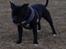 Staffordshire bull terrier Daddy