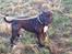 Staffordshire bull terrier Daddy