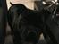 Staffordshire bull terrier Daddy