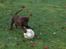 Labrador retriever Bailey - 9 uger gammel- allerede boldgal:-)