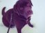 Labrador retriever Bailey - Se hvor fin jeg er her i sneen:-)