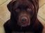 Labrador retriever Bailey - Bailey er meget smuk:-)