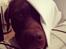 Labrador retriever Bailey - Jeg leger lige halvt spøgelse, buuh! Er jeg ikke farlig?