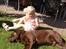 Labrador retriever Bailey - Min kusine og Bailey:-)