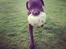 Labrador retriever Bailey - Skal vi spille bold??