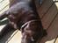 Labrador retriever Bailey - Sol og varme:-)