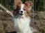 Papillon Gizmo R.I.P. - Gizmo i hundeskoven, marts 2013