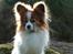 Papillon Gizmo R.I.P. - Et af de sidste billeder af Gizmo på en god dag i hundeskoven, marts 2013. Han er nu den engel han lignede.