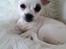 Chihuahua Milo - Har nu haft Milo i 2 uger og han vokser så fint.