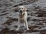 Golden retriever Bertha *Tricksdyret*<33 - Jeg er seeeeeej
Foto: Far