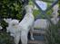 Golden retriever Bertha *Tricksdyret*<33 - Heyyy hvor blev kæresten af??
Foto: Mig