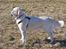 Golden retriever Bertha *Tricksdyret*<33 - Jeg er læææækkker!!!
Foto: Far