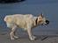 Golden retriever Bertha *Tricksdyret*<33 - Ugly Dooog!!!
Foto:Far