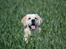 Golden retriever Bertha *Tricksdyret*<33 - Dav med dig! Mit navn er Bertha
Foto:Far
