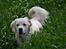 Golden retriever Bertha *Tricksdyret*<33 - Kaldte du på mig?
Foto: Far