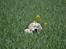 Golden retriever Bertha *Tricksdyret*<33 - Dumme blomst!
Foto: Far
