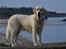 Golden retriever Bertha *Tricksdyret*<33 - Jaaa. lækker dét er jeg!!!
Foto:Far