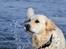 Golden retriever Bertha *Tricksdyret*<33 - Vaaaaand!!:-)
Læg en kommentar
