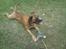 Blanding af racer Simba