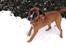 Blanding af racer Simba